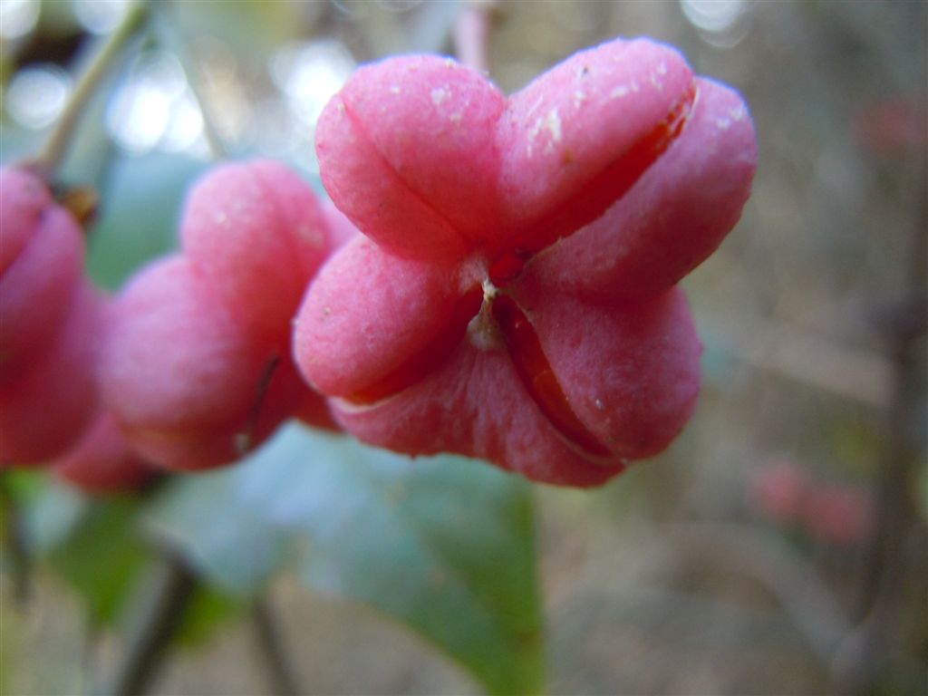 Bacche rosse - Euonymus europaeus